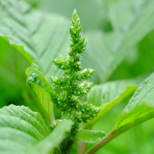 Amaranthus (Terere)