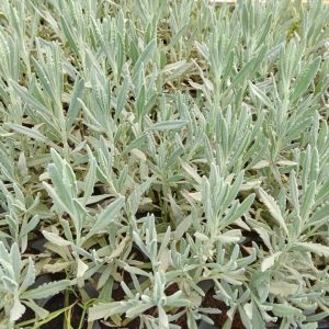 Lavender Seedlings - Virtual Agrovet