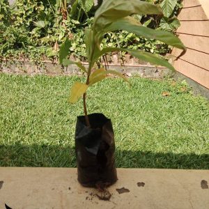 Noni Fruit Seedlings - Virtual Agrovet